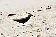 DSC_8712 Anous stolidus brown noddy_tn